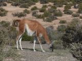 Patagonie Peninsule de Valdes Punta Tombo  011 guanaco