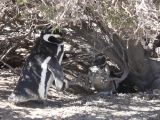 Patagonie Peninsule de Valdes Punta Tombo  098 couple couvant l'oeuf