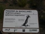 Patagonie Peninsule de Valdes Punta Tombo  175