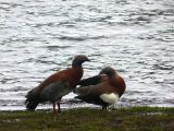 Patagonie Bariloche los siete lagos  137