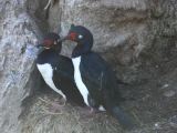 Patagonie Ushuaia Canal de Beagle sur les Tres Marias  113 couple de cormorans royaux