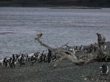 Patagonie Ushuaia vers Estancia Haberton  023 pingouins de Magellan