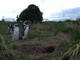 Patagonie Ushuaia vers Estancia Haberton  073 pingouins de Magellan