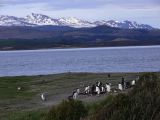 Patagonie Ushuaia vers Estancia Haberton  098 pinguoins papous