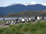 Patagonie Ushuaia vers Estancia Haberton  100 pingouins papous