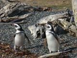 Patagonie Ushuaia vers Estancia Haberton  111 pingouins de Magellan