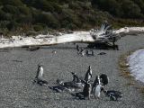 Patagonie Ushuaia vers Estancia Haberton  117 pingouins de Magellan
