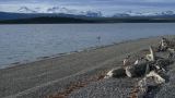 Patagonie Ushuaia vers Estancia Haberton  127 pingouins de Magellan