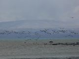 Patagonie El Calafate sous la neige  098