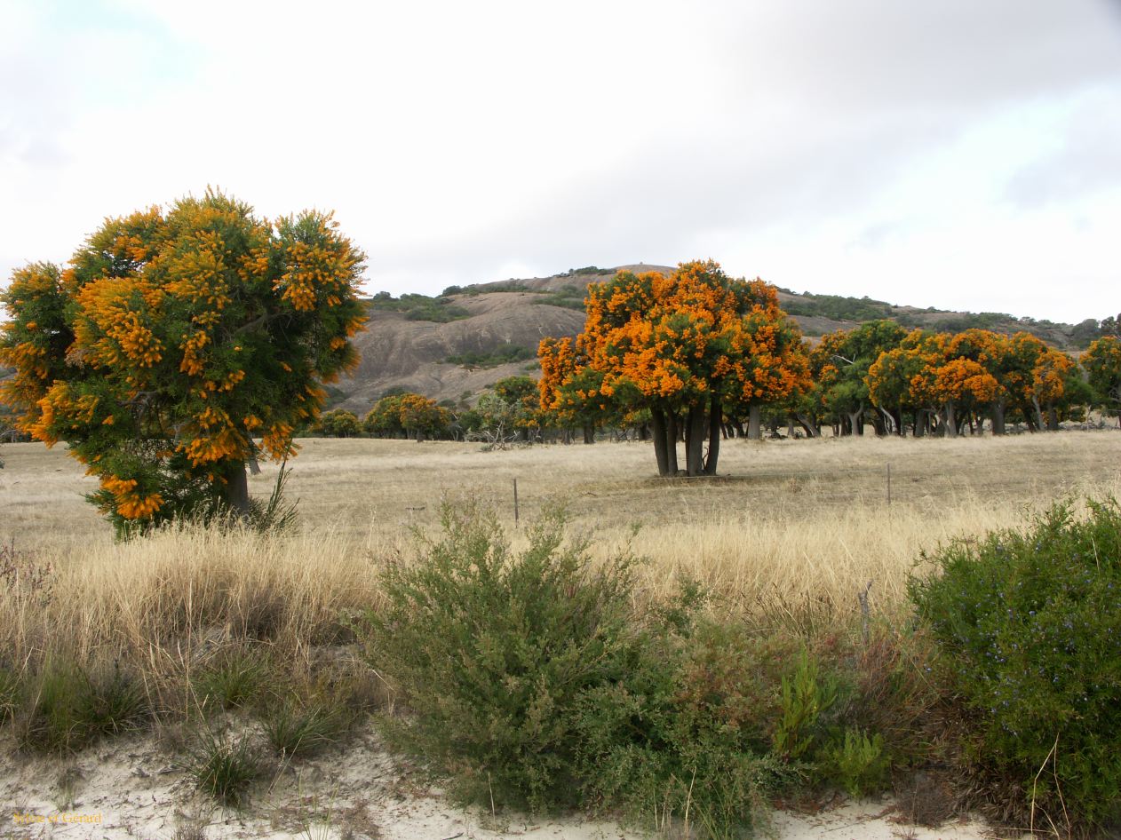 E 175 Esperance