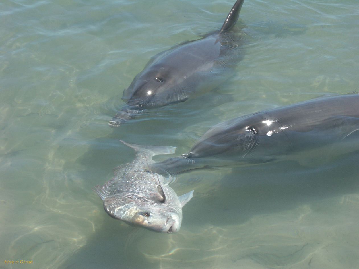 A 111 Monkey Mia