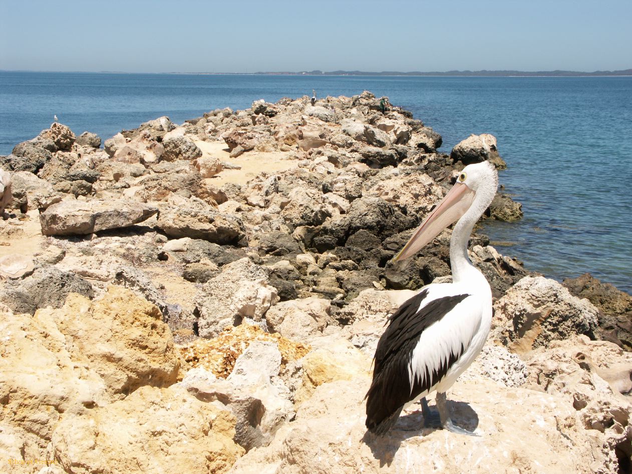 F 081 Fremantle