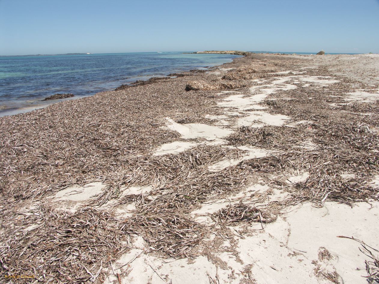 F 083 Fremantle