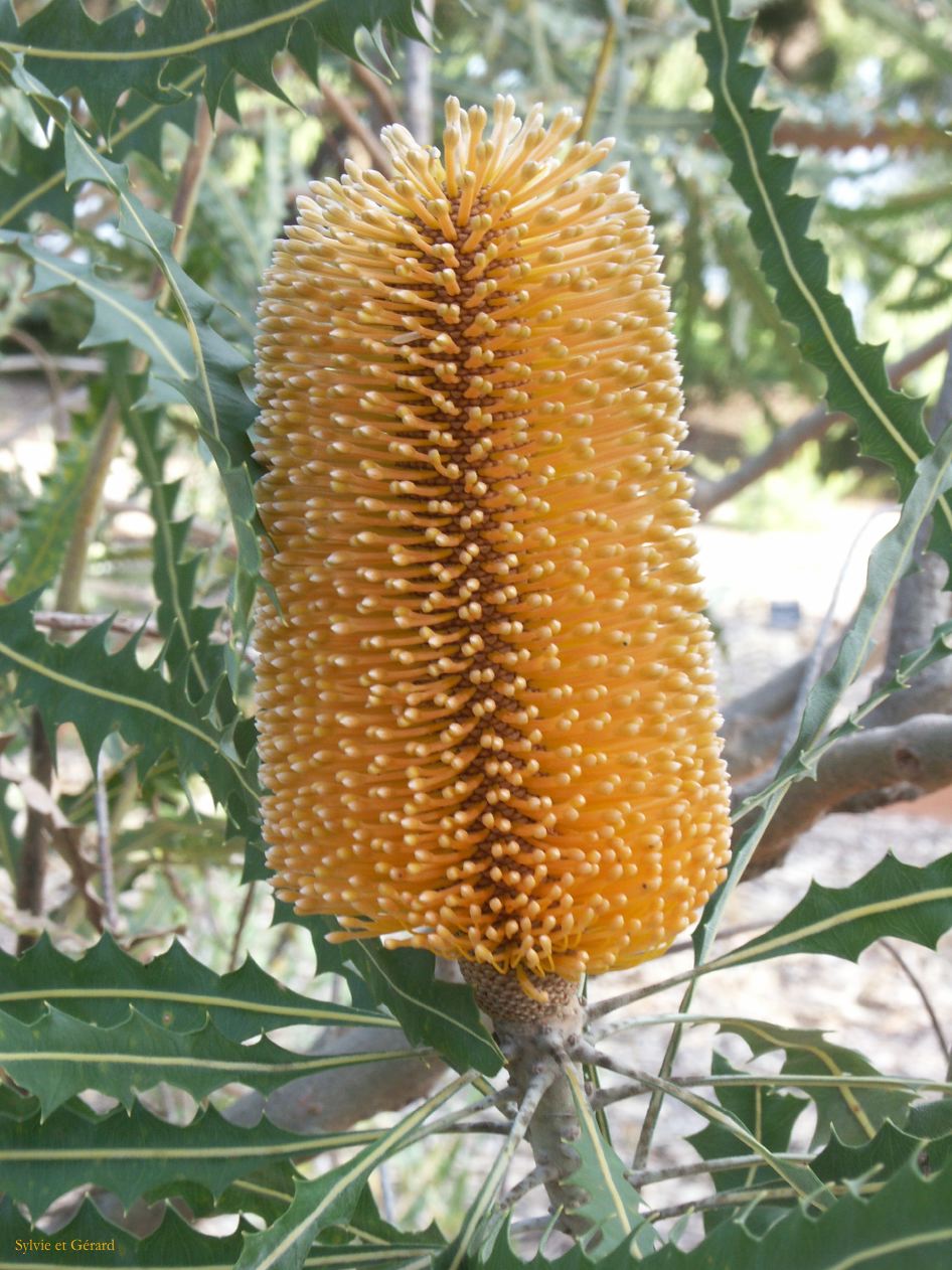 A 014 Perth