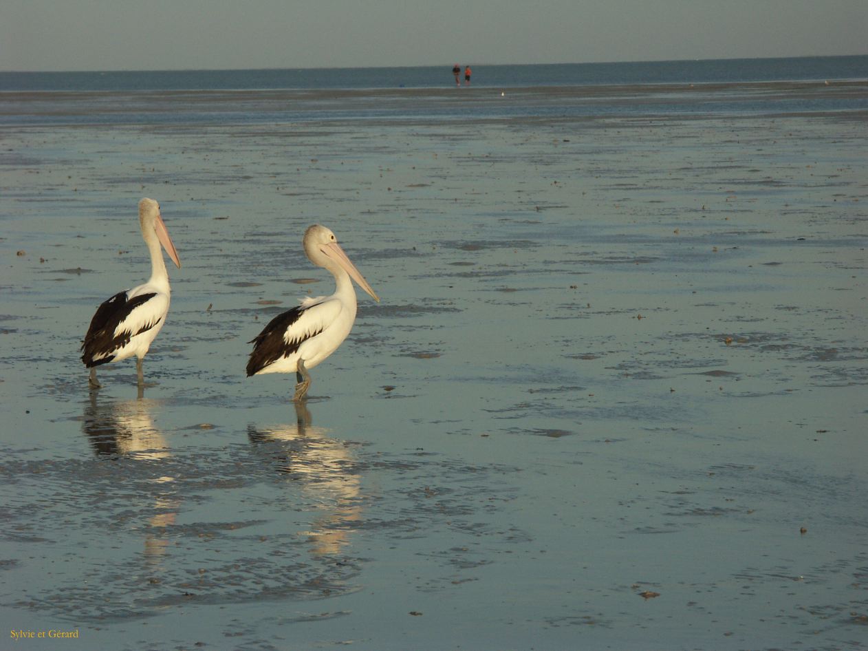 B 002 Broome
