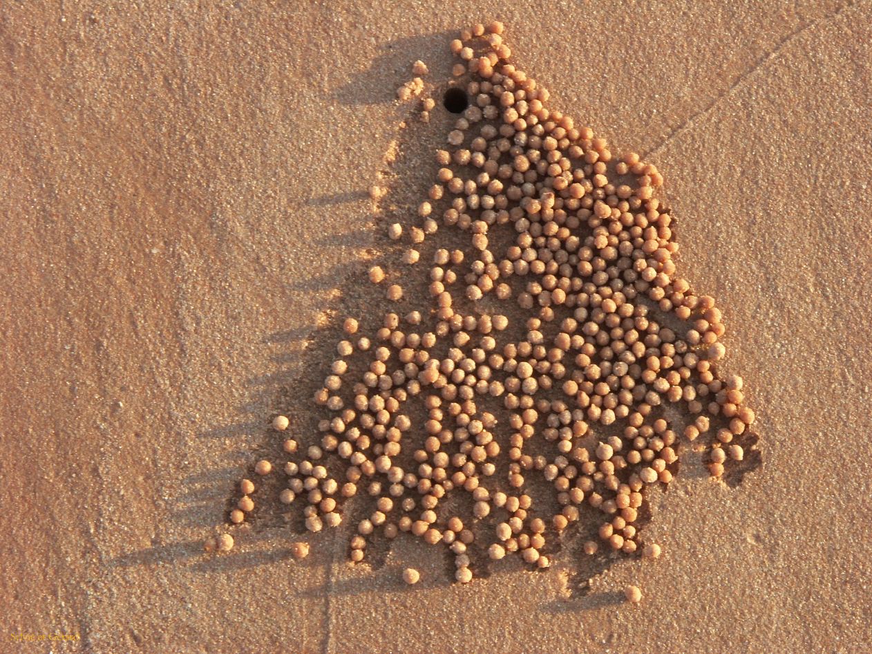 B 006 Broome