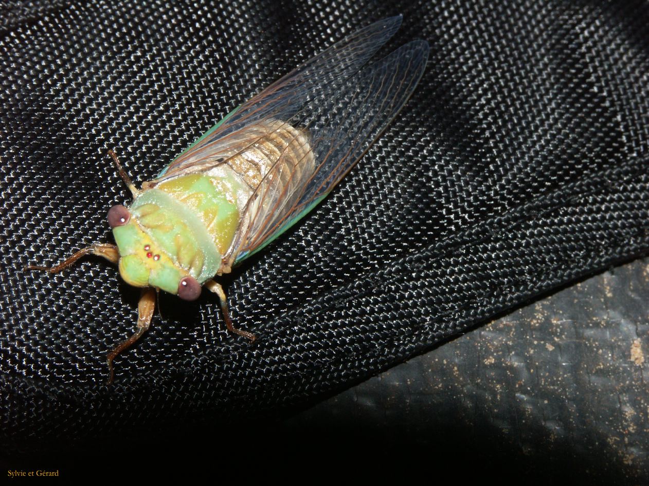 B 031  Kununura