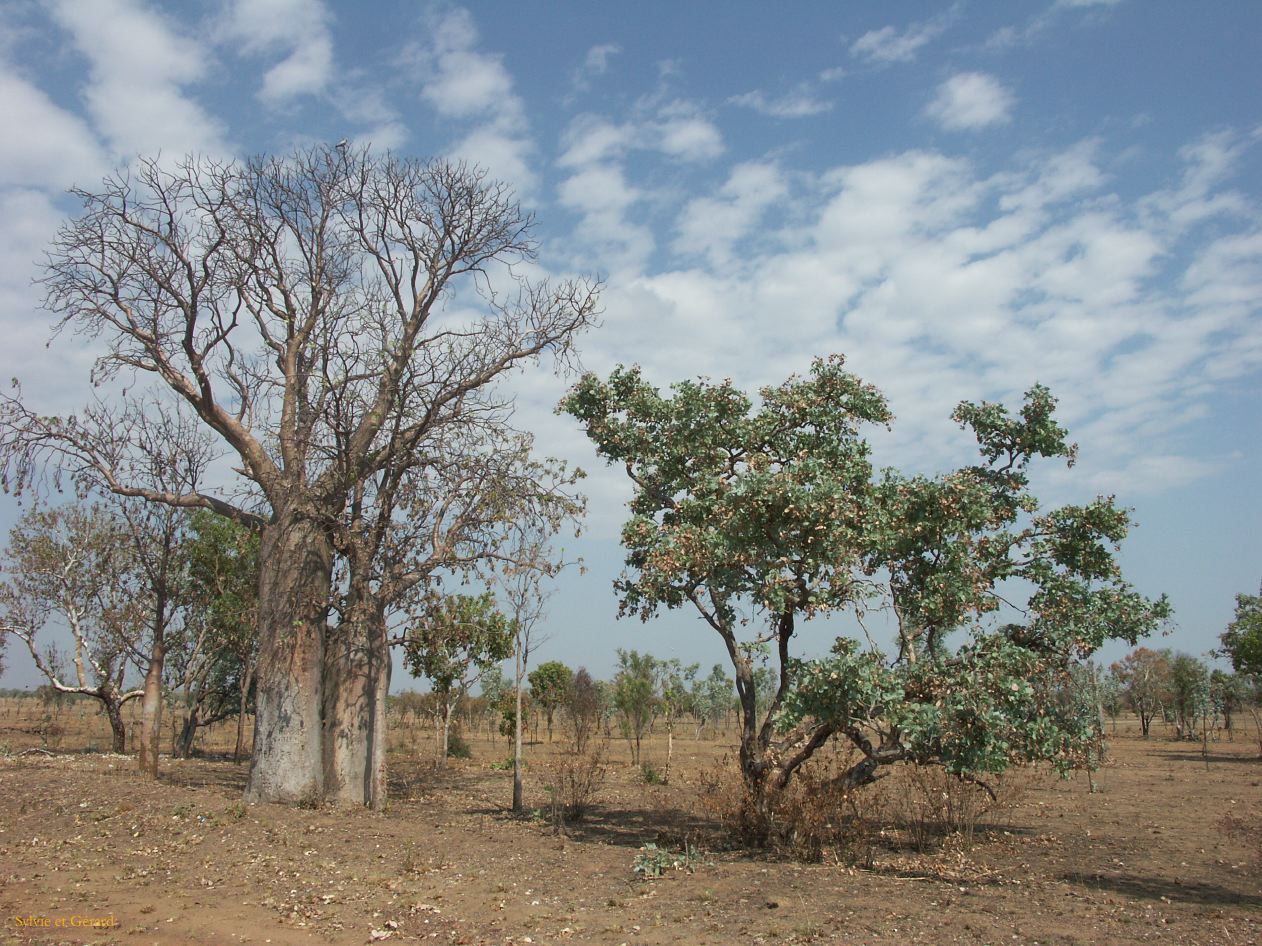 B 045 Kununura