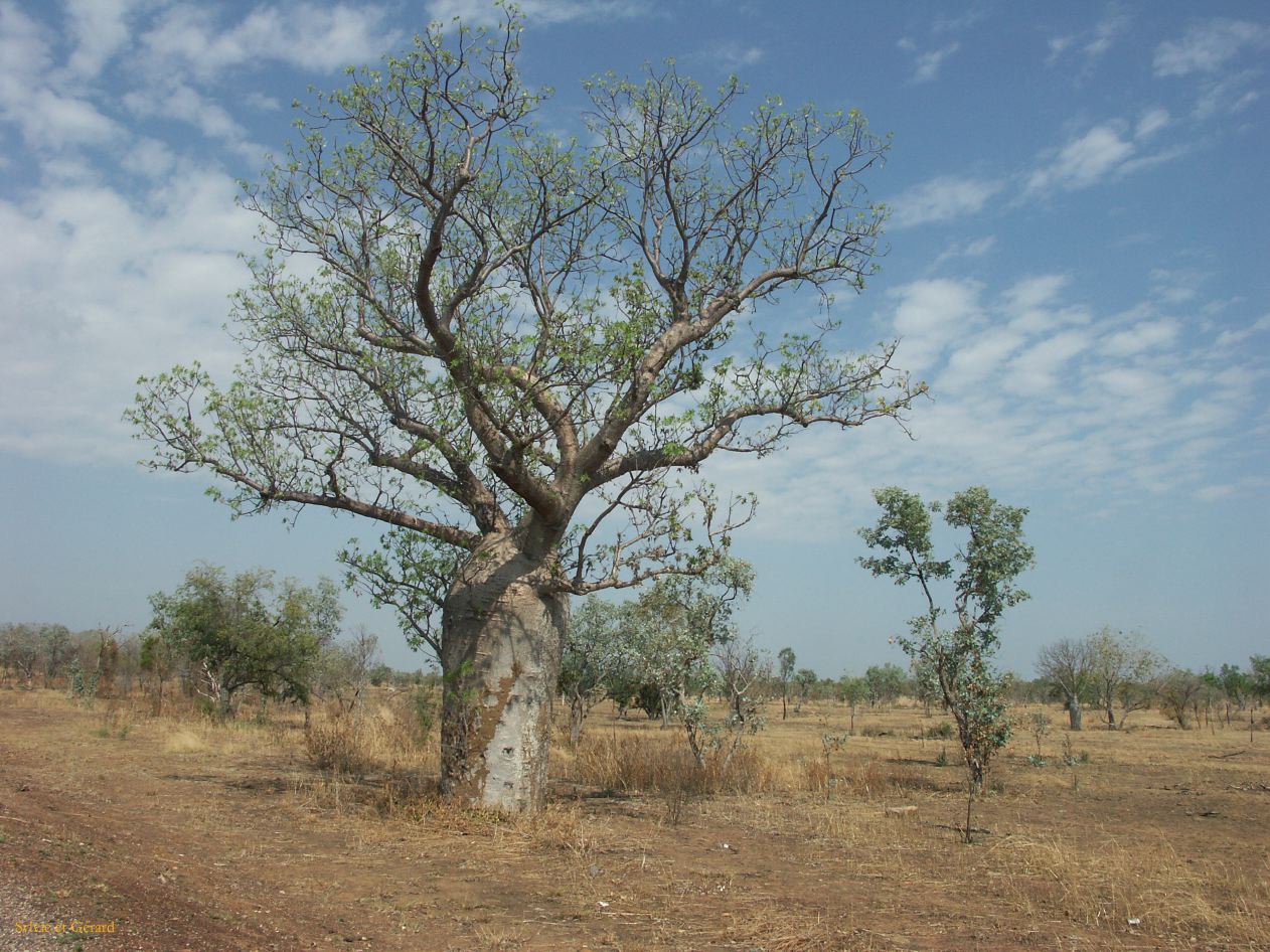 B 047 Kununura