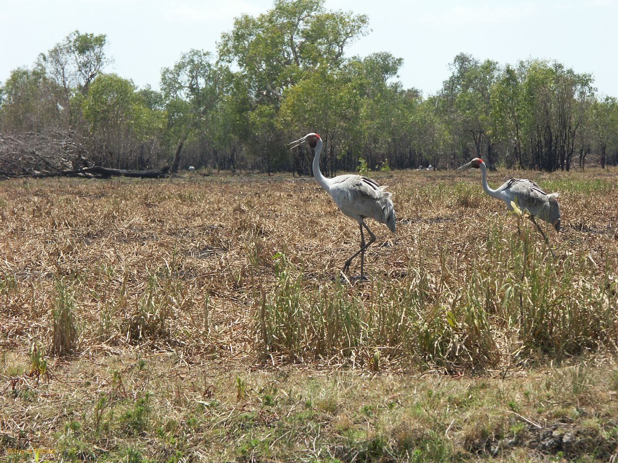 B 082 Jabiru