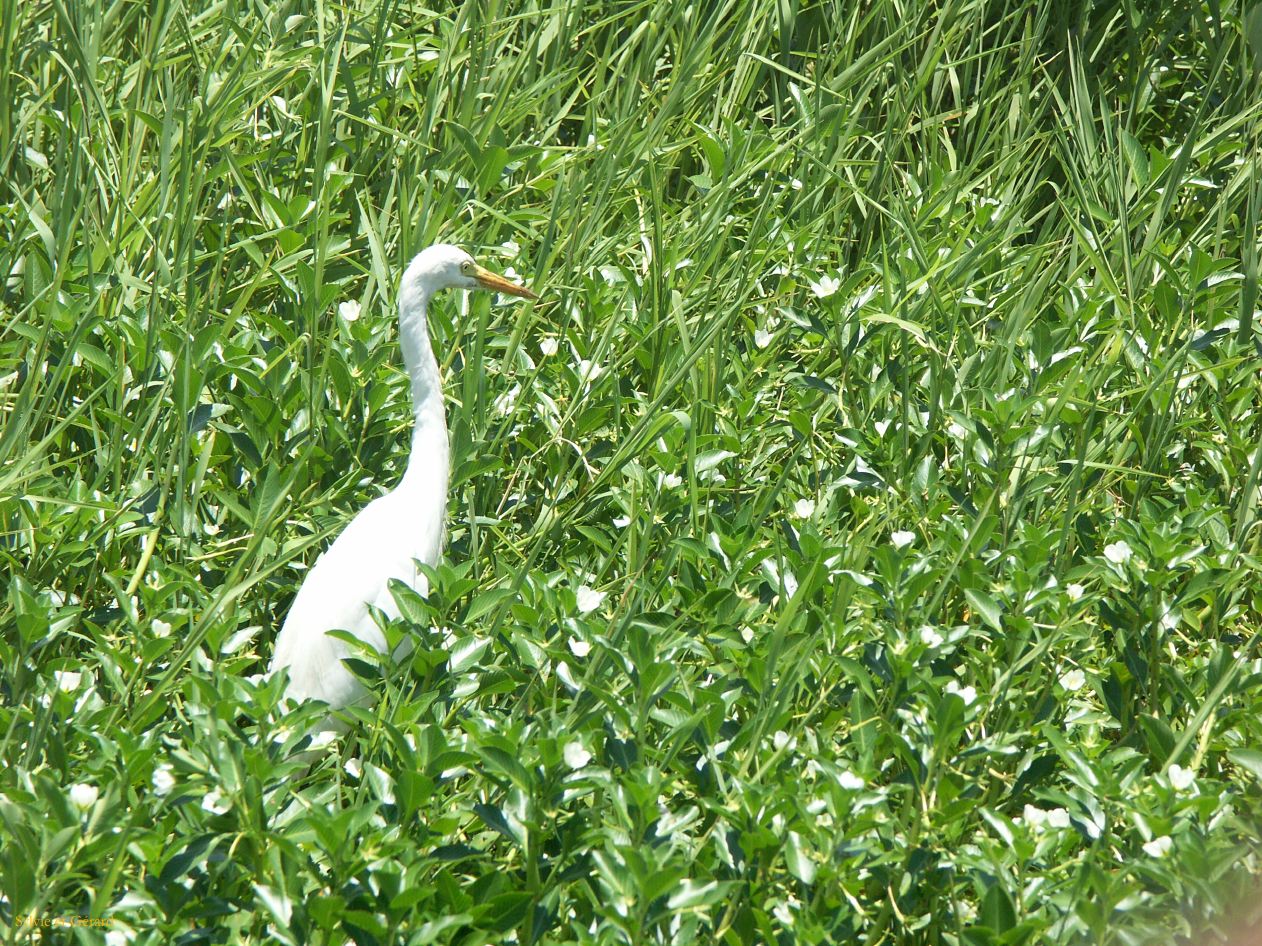 B 084 Jabiru
