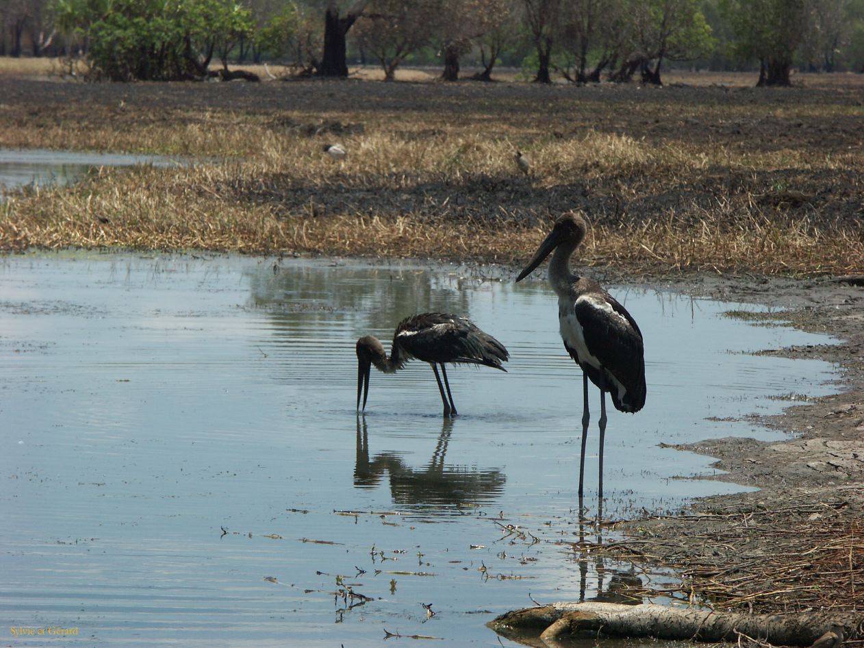 B 087 Jabiru