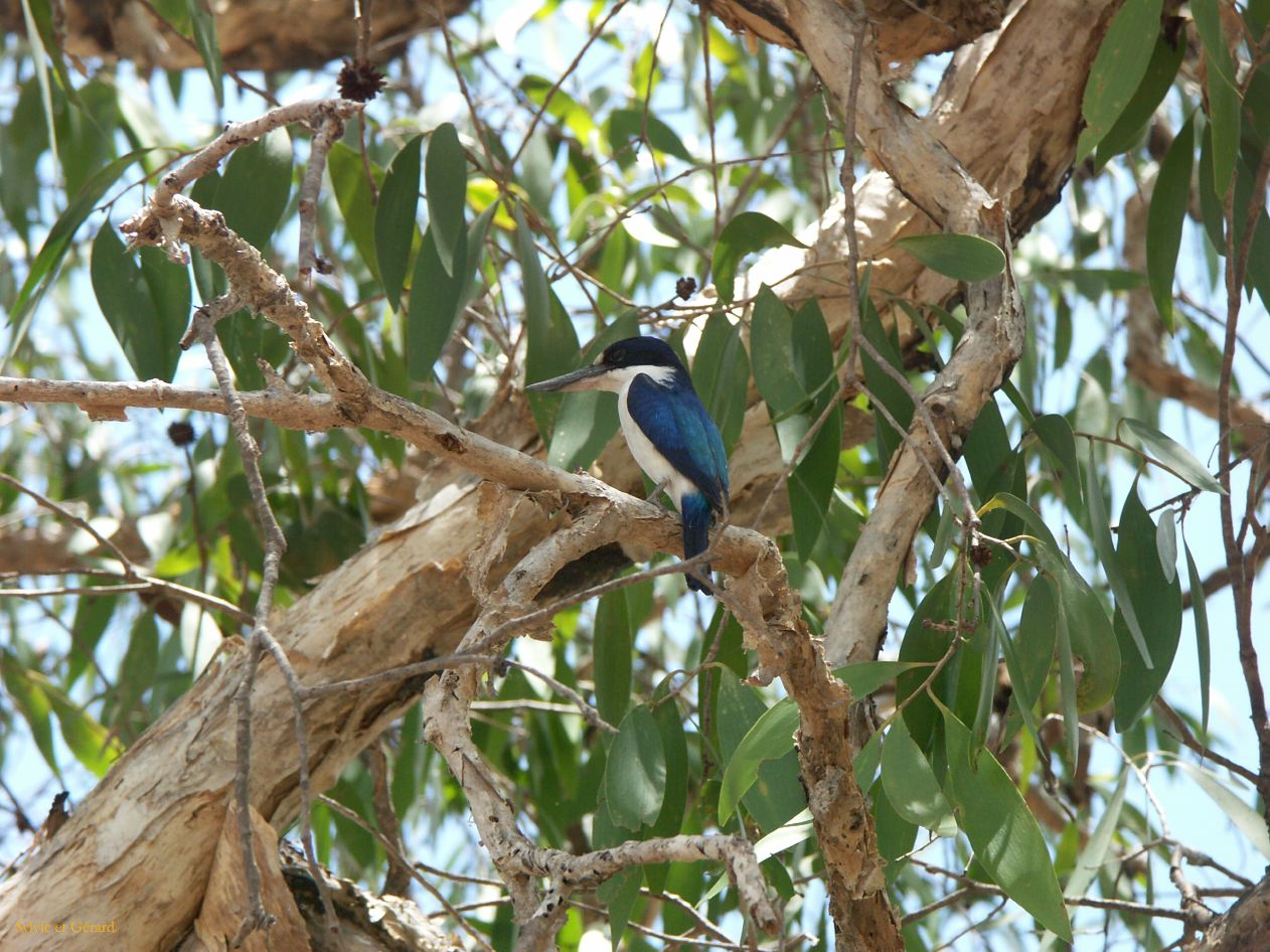 B 099 Jabiru