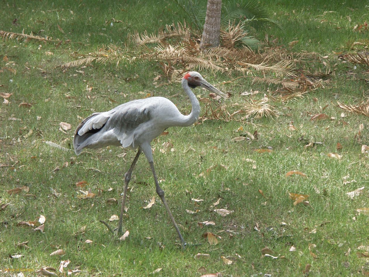 B 127 Wildlife Park