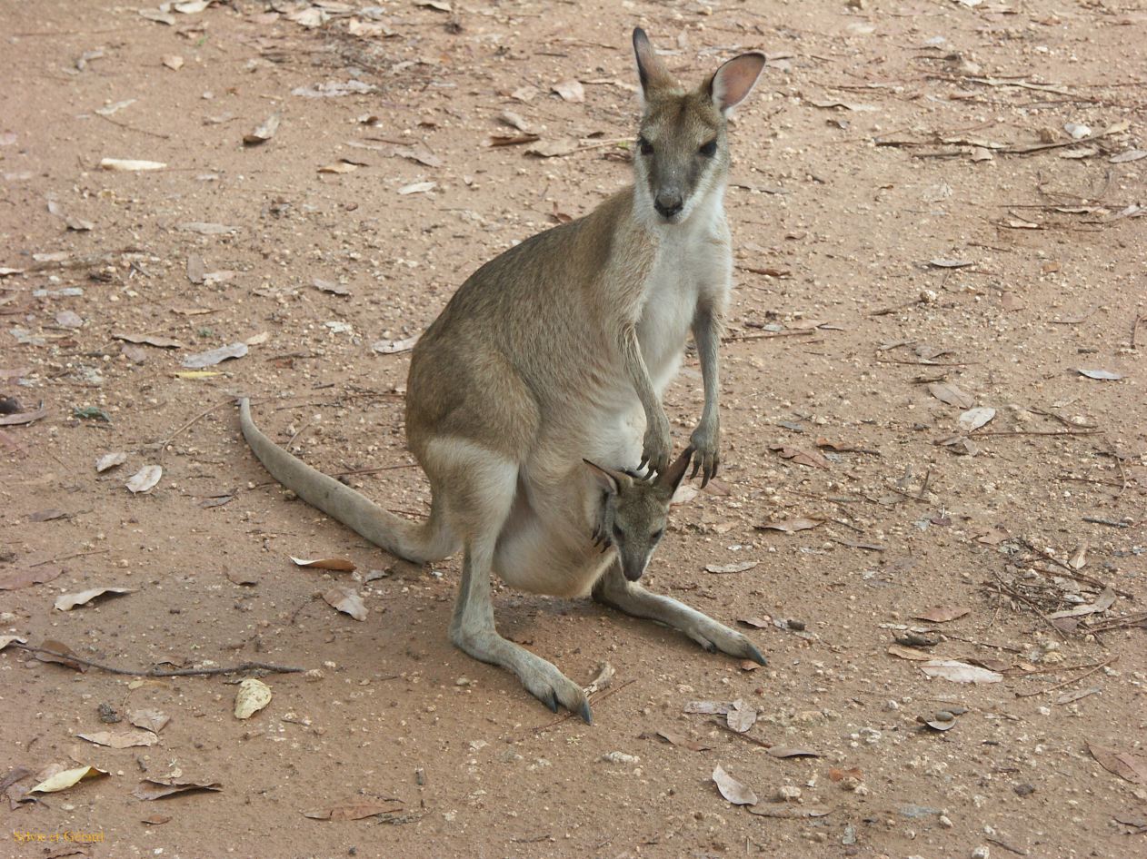 B 153 Mataranka