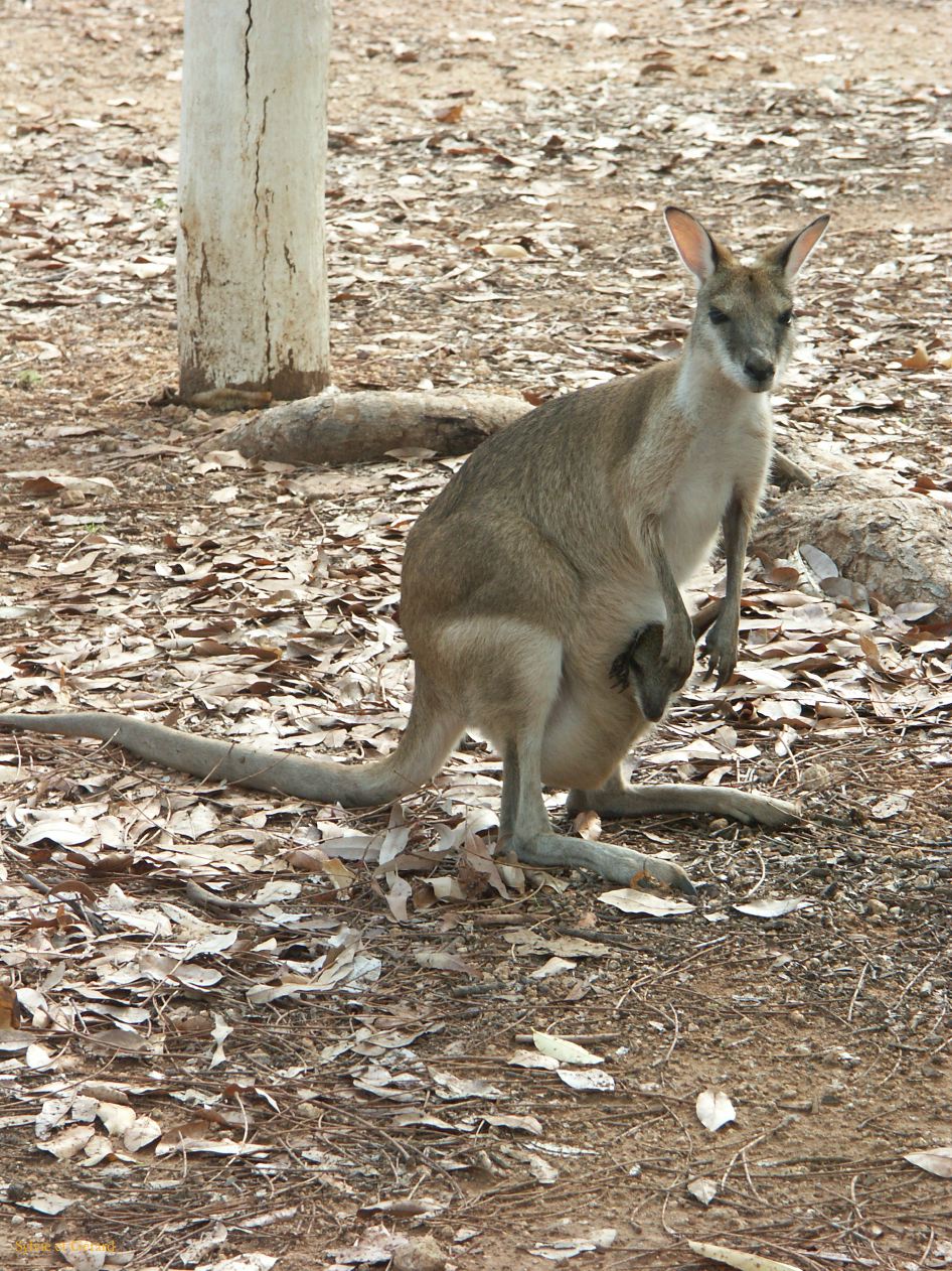 B 154 Mataranka