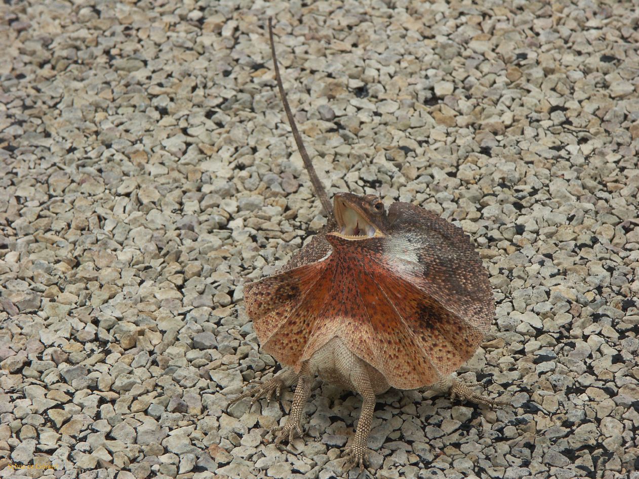 B 156 Frilled lezard