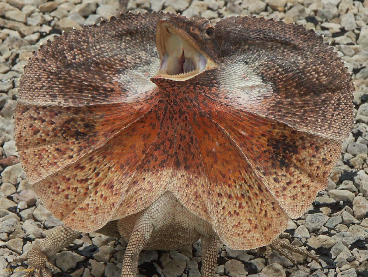 B 157 Frilled lezard