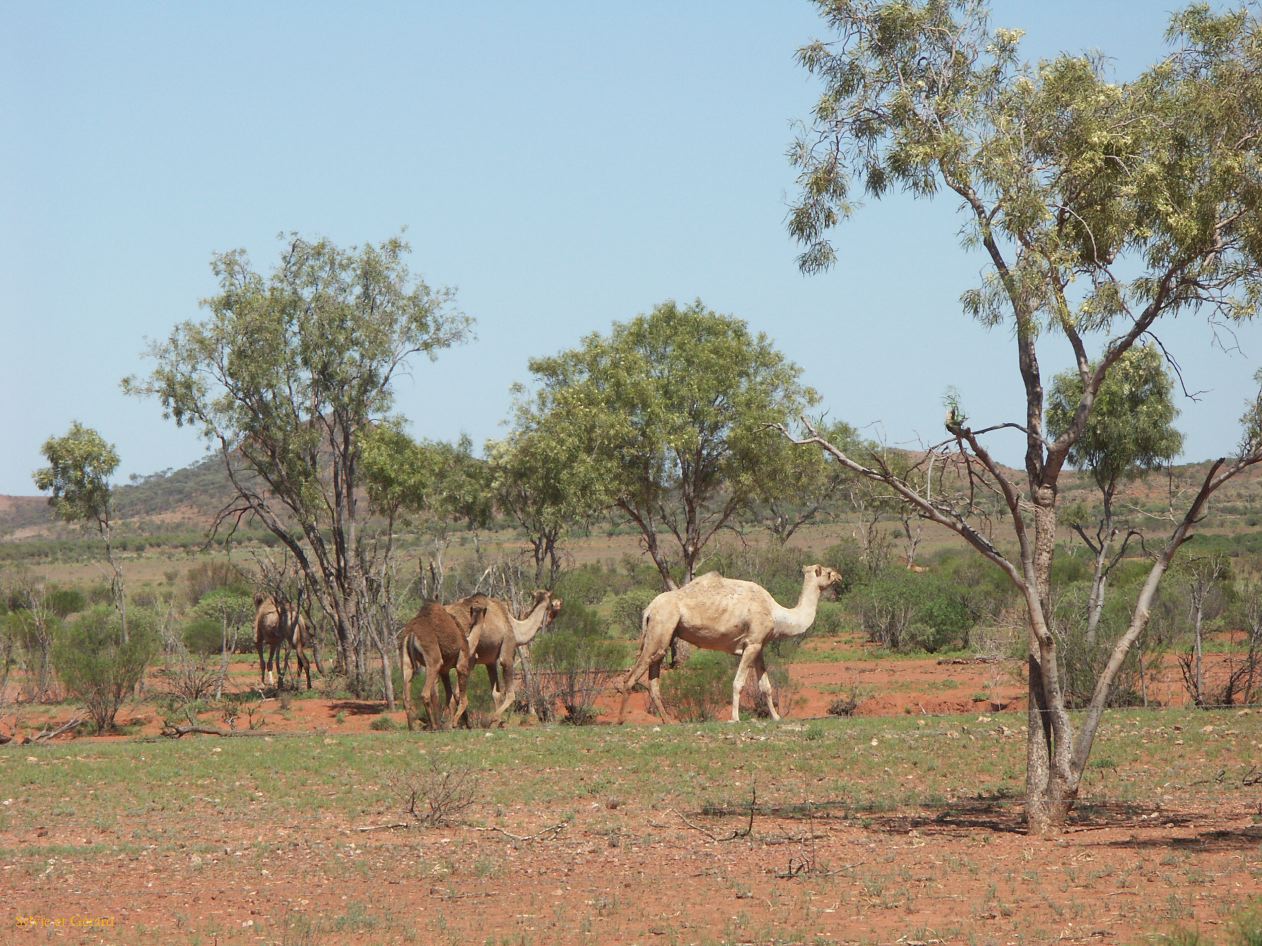 B 201 Camel