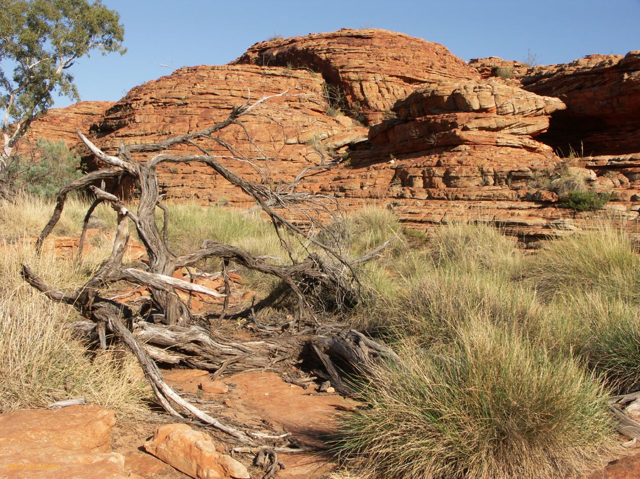 B 206  Kings Canyon