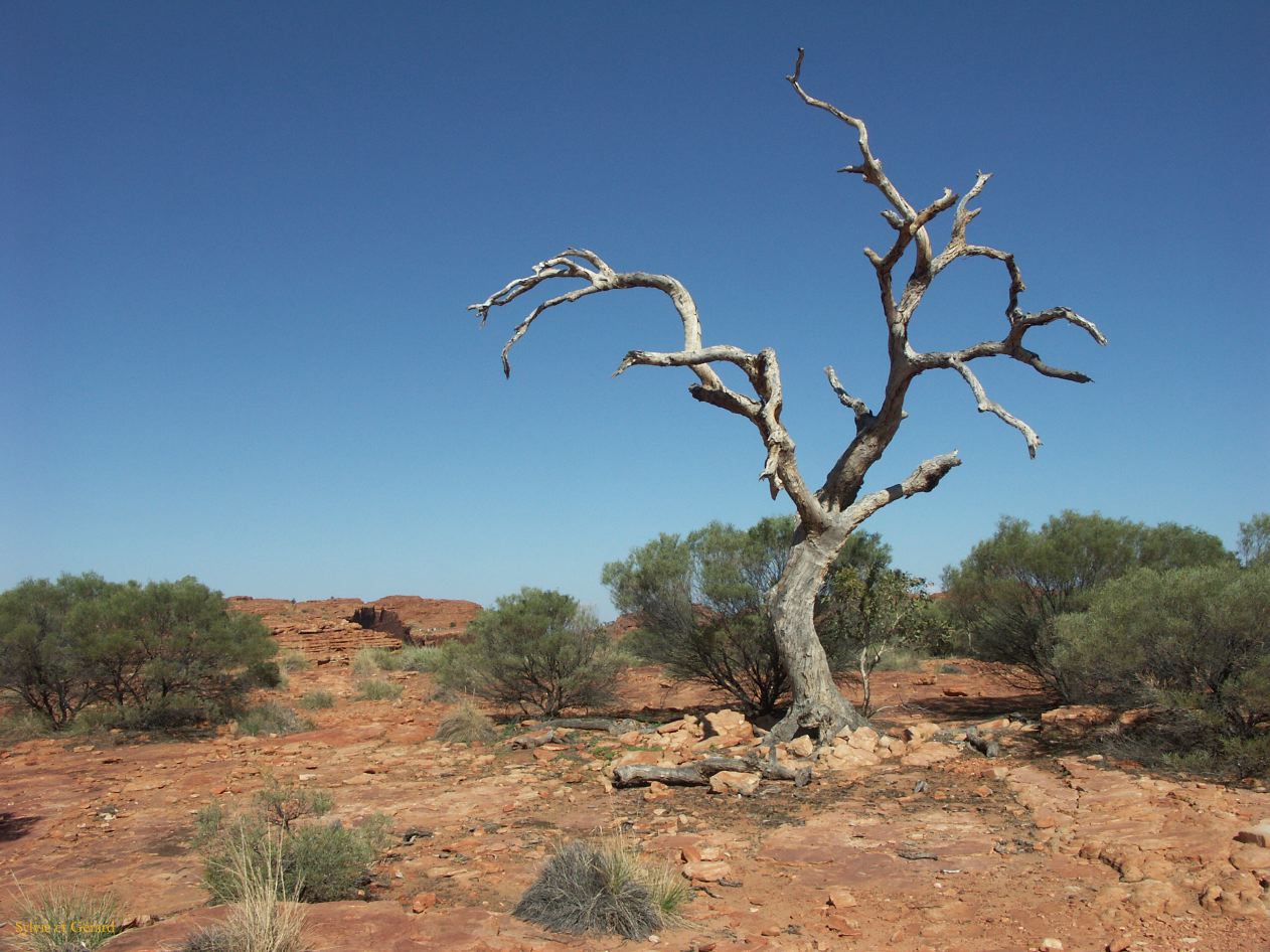 B 212 Kings Canyon