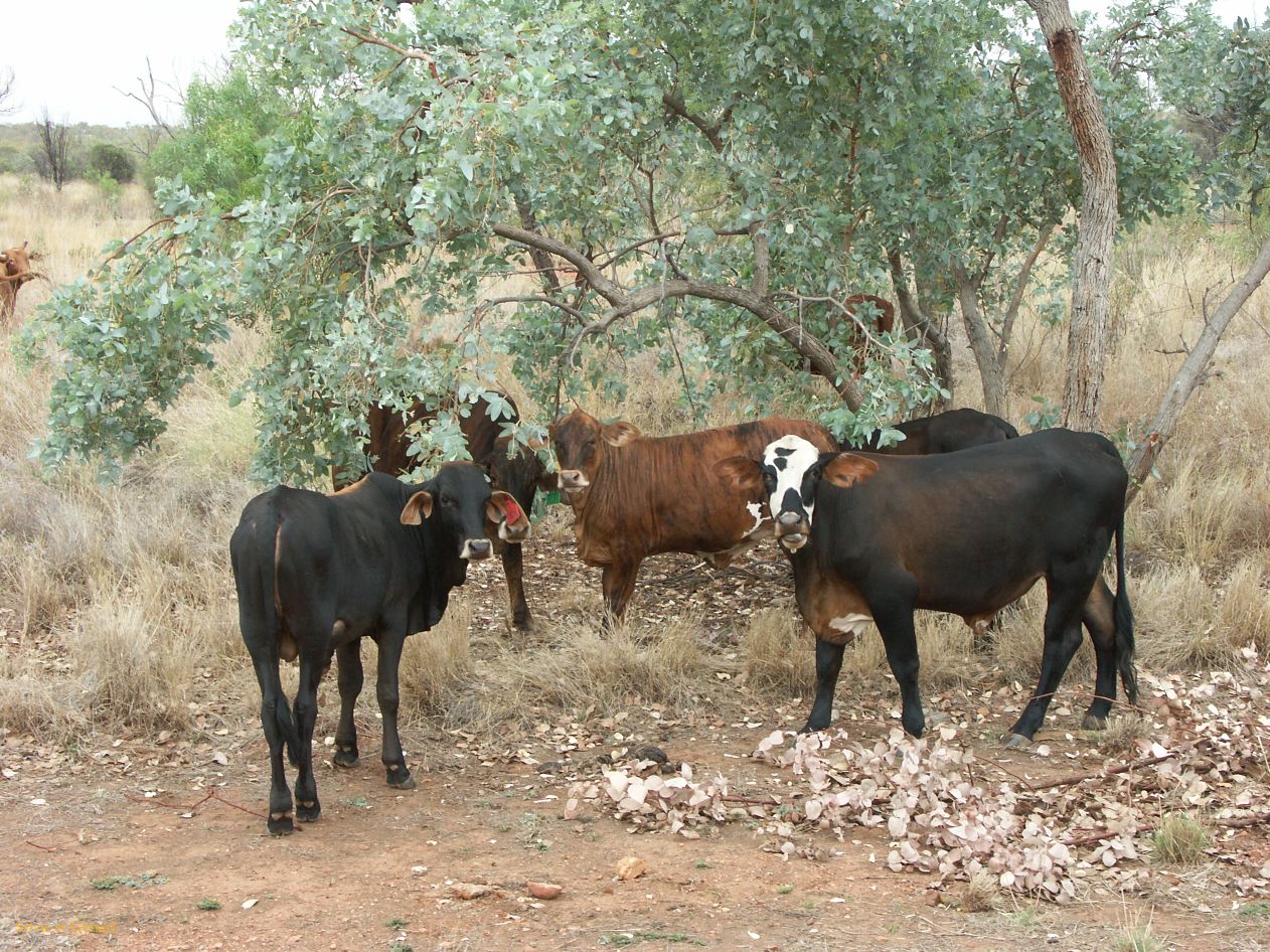 C 013 vers Tennant Creek