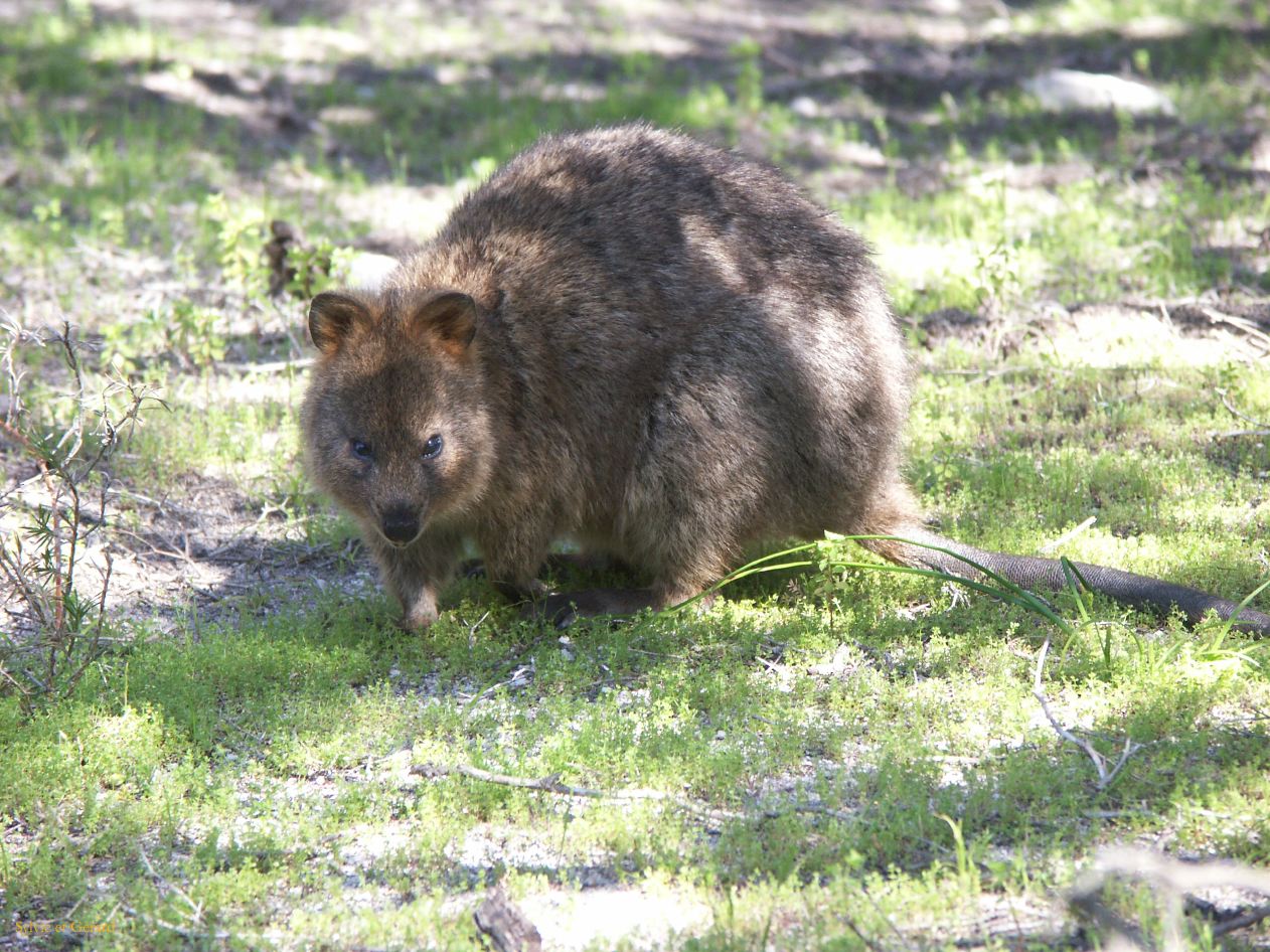 A 044 Rottnest Island
