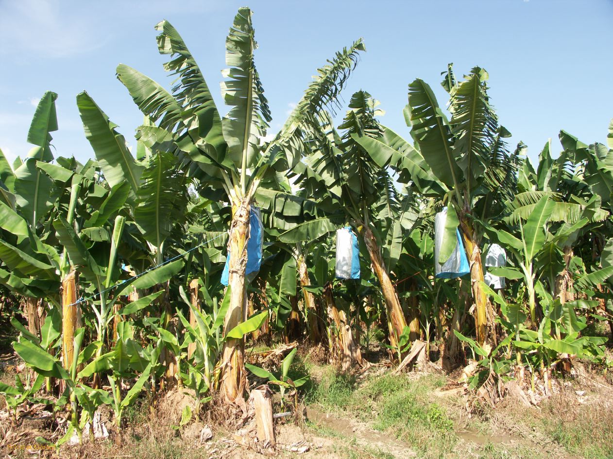 C 068 Tully