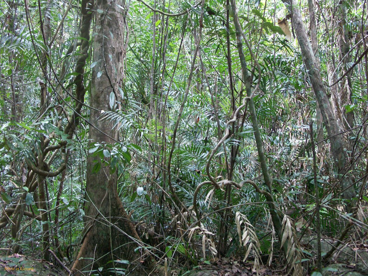 C 097 Josephine Falls