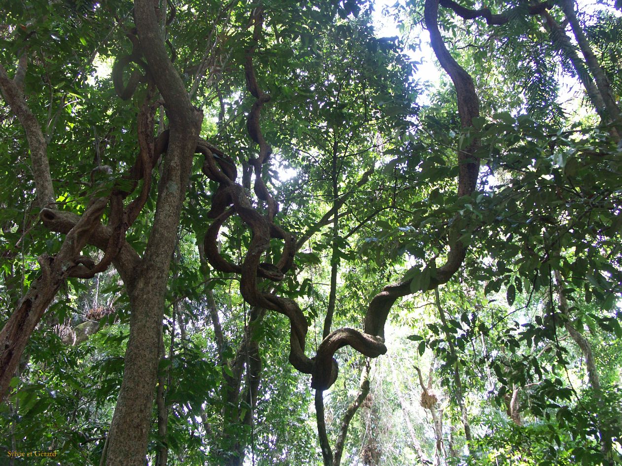 C 098 Josephine Falls