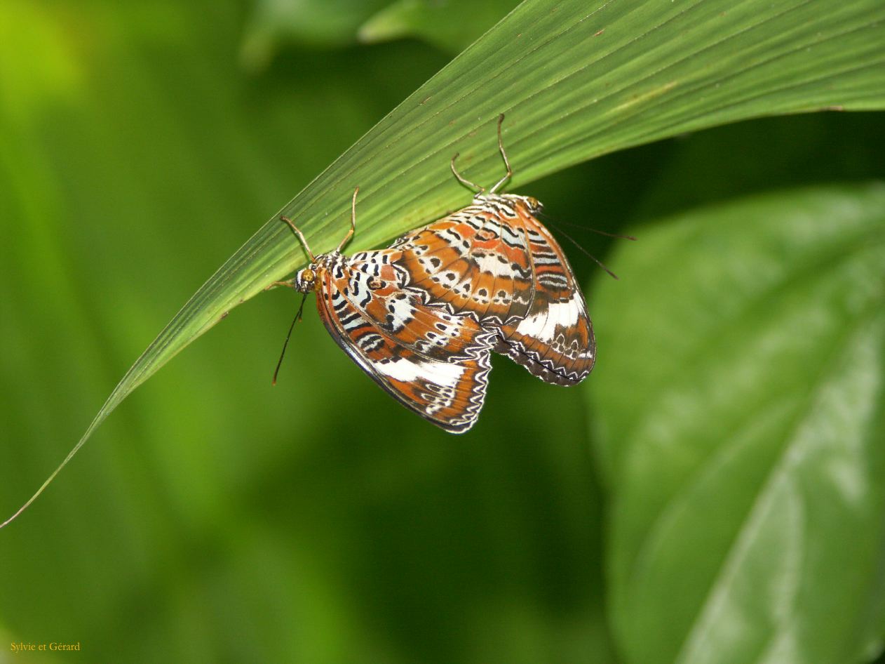 C 169 Kunrunda