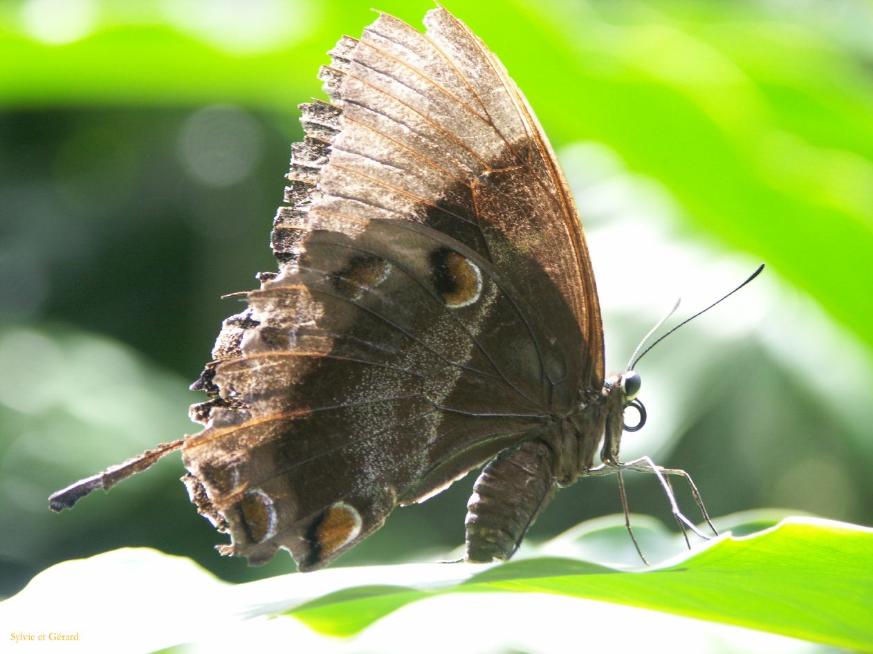 C 171 Kunrunda