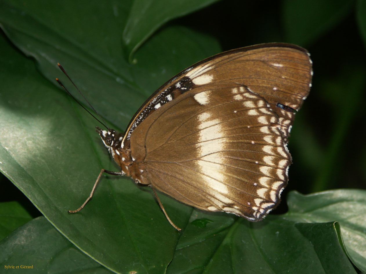 C 172 Kunrunda