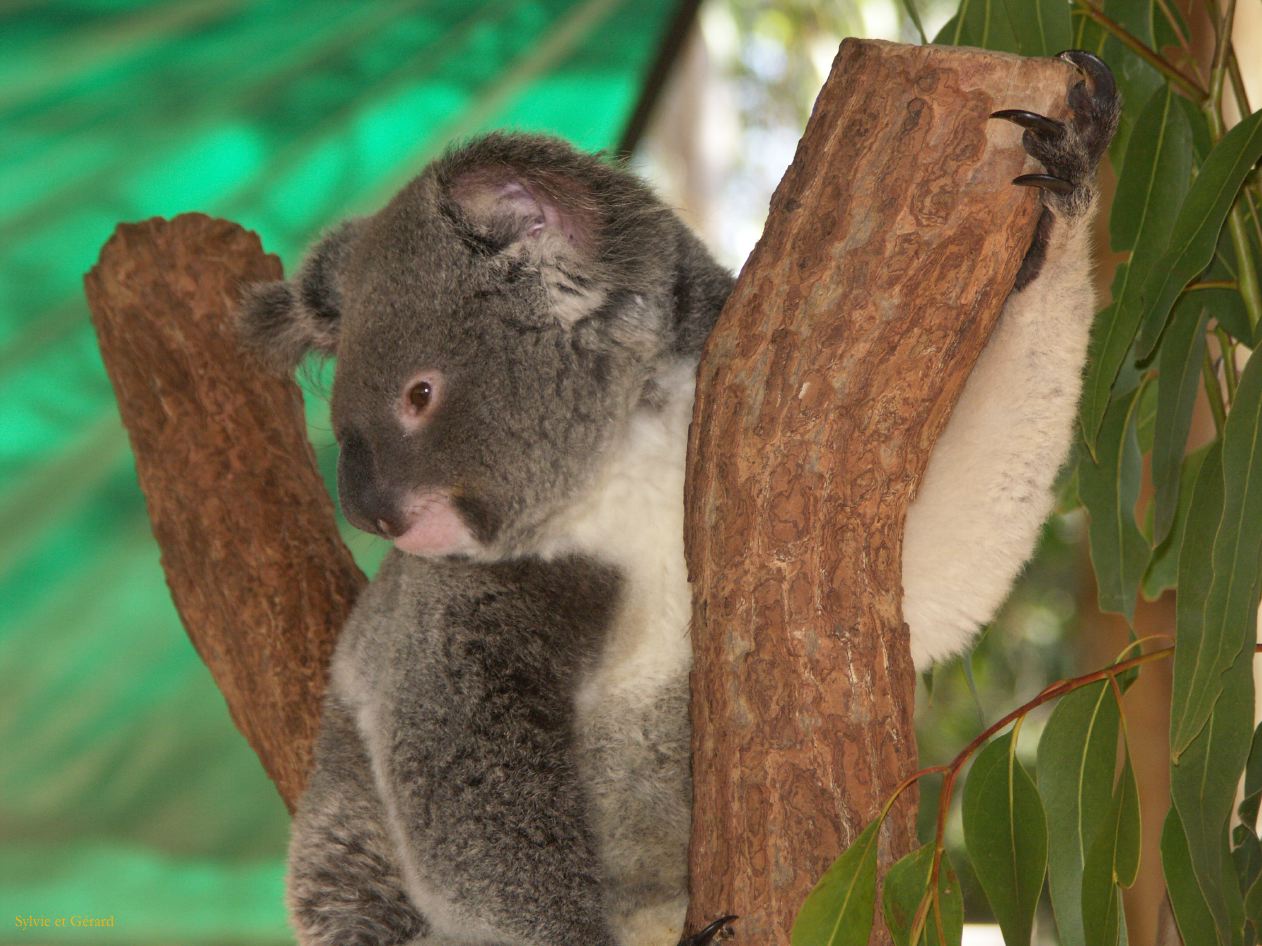 C 180 Billabong Sanctuary