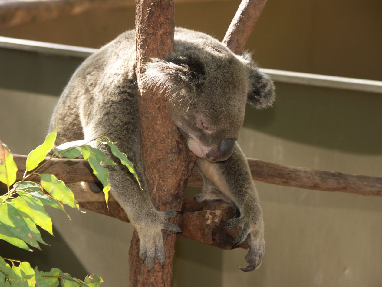 C 182 Billabong Sanctuary