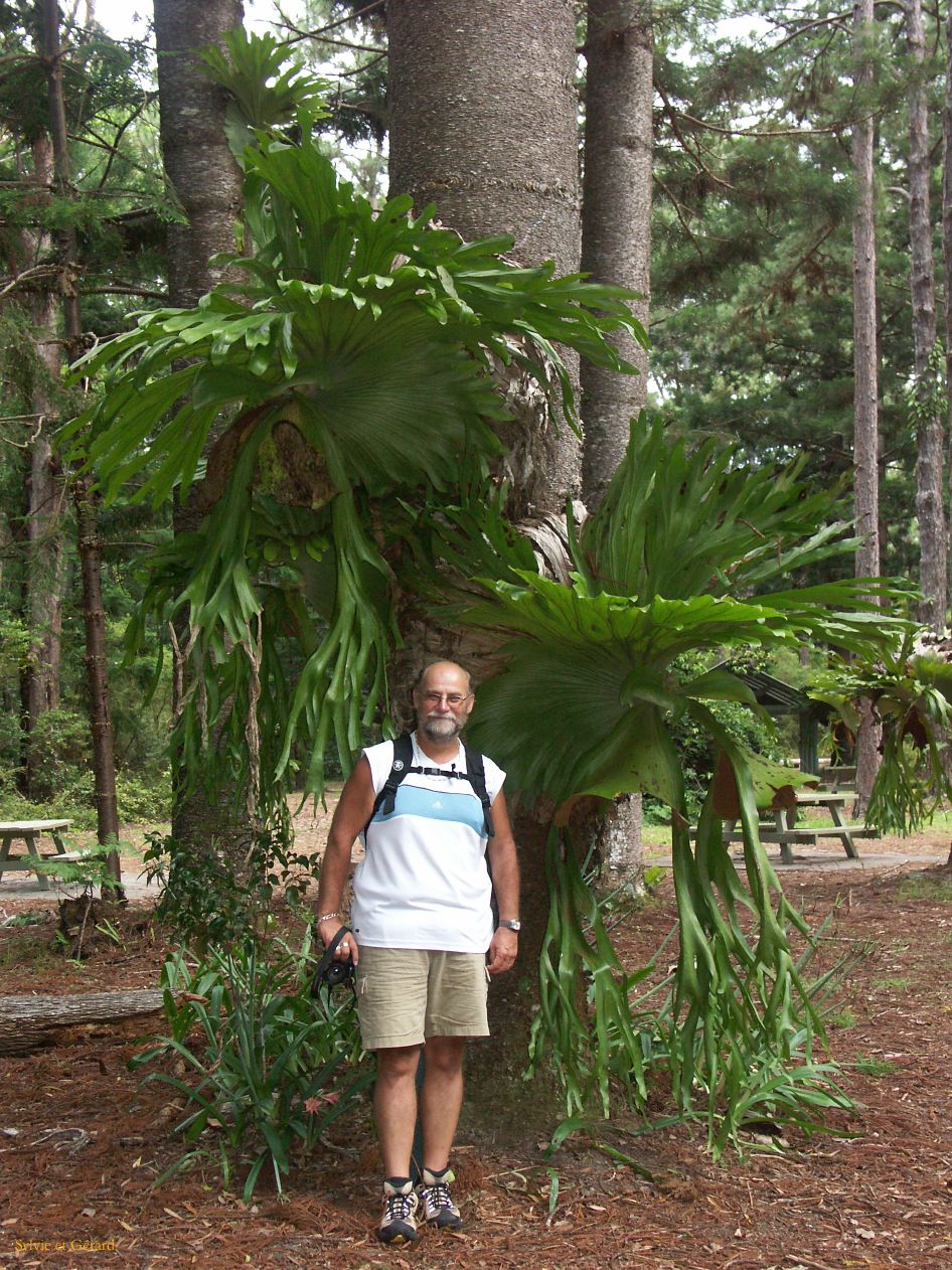 C 198 Fraser Island