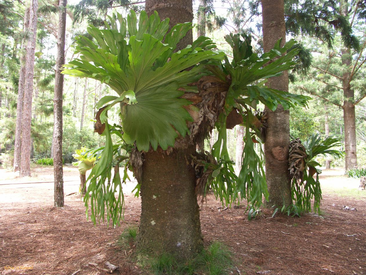 C 199 Fraser Island