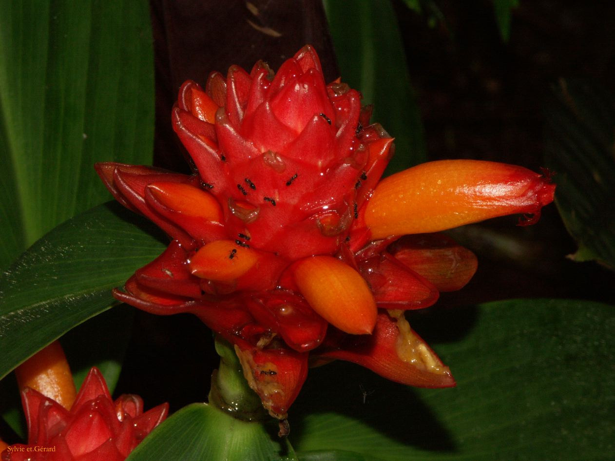 D 009 Emundi