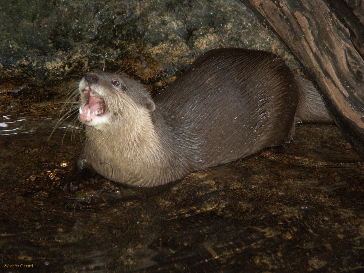 D 013 Aquarium Moololaba