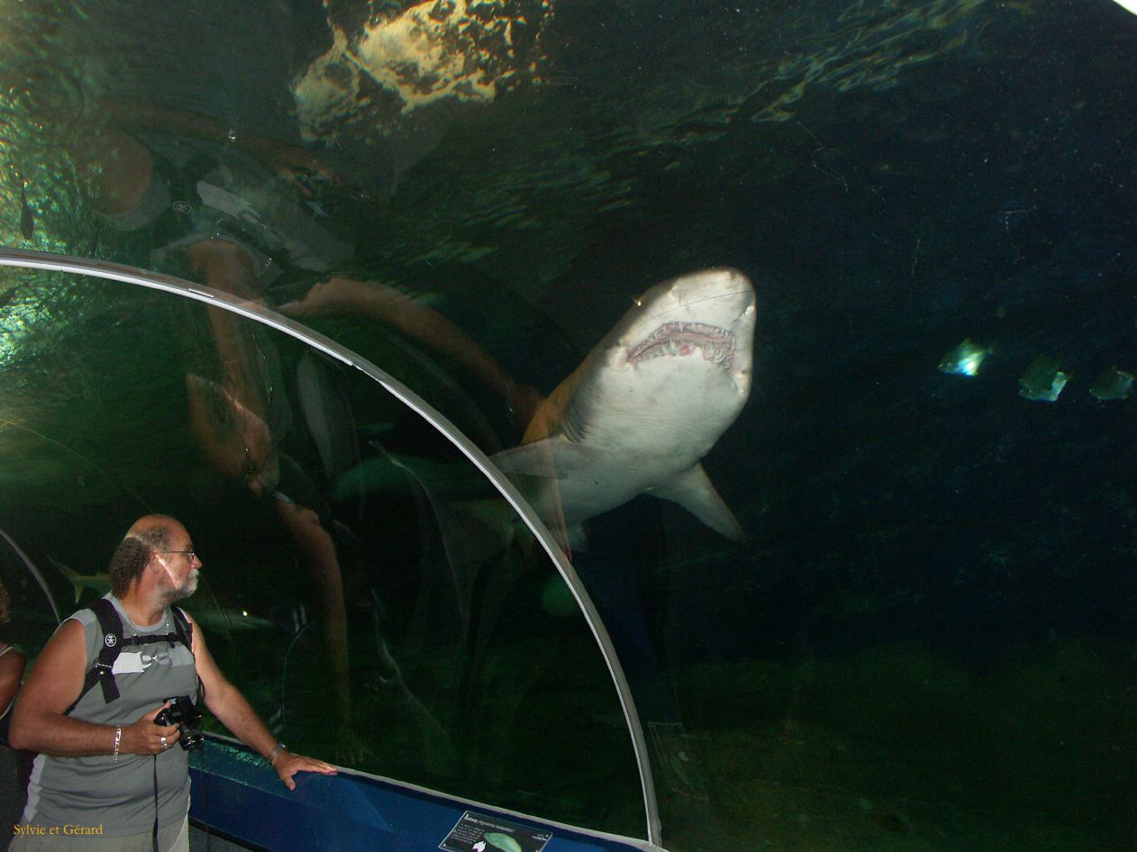 D 015 Aquarium Moololaba